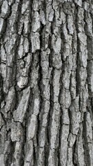 Obraz premium Japanese Alder Bark Texture Close Up