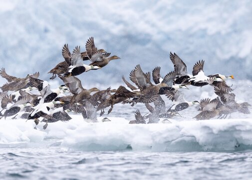 Flock of King and Common Eiders Taking Flight Over Arctic Sea Ice