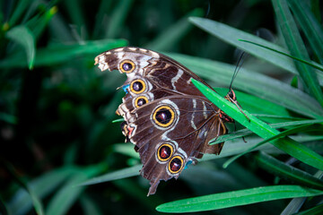 Tattered blue morpho butterfly © Patrick