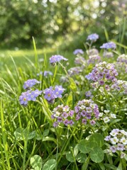 Fototapeta premium Small purple and white flowers blossom in lush green grass with soft bokeh background, flower field