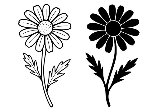 Chamomile minimalist illustration, outline and silhouette icon