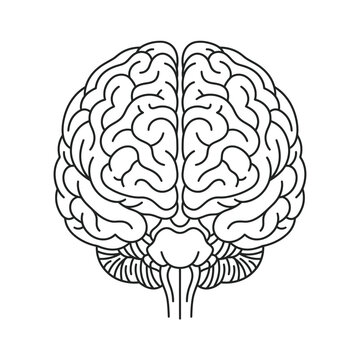 Front View Human Brain Vector Illustration with Cerebellum and Brainstem in Clean Black and White Minimal Line Art Style