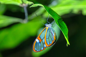 Glasswing Butterfly (Greta oto) Resting at night at Santa Elena Cloud Forest Reserve, Monteverde, Costa Rica © Guy Bryant