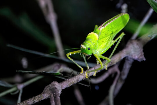 Conehead Katydid (Copiphora sp.) at Santa Elena Cloud Forest Reserve, Monteverde, Costa Rica