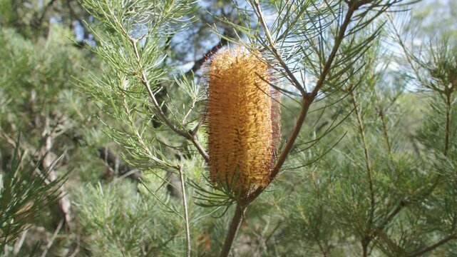 Footage of a Hairpin Banksia plant blowing in the wind in dense bushland in the Blue Mountains in New South Wales, Australia