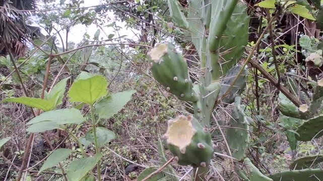 Prickly pear cactus growing naturally in arid landscape, showcasing spiny pads, resilience, and desert beauty.