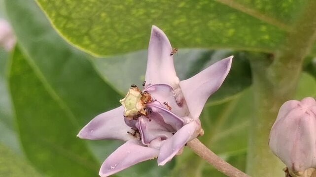Crown Flower (Calotropis gigantea) blooming beautifully with delicate purple petals, tropical foliage, medicinal significance, and natural botanical elegance outdoors.
