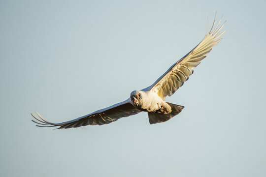 Long-billed corella or Cacatua tenuirostris flying over the countryside of Warrell View in Queensland.