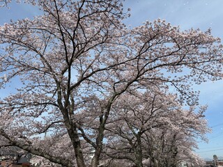 Naklejka premium 満開の桜の大樹と青空お花見