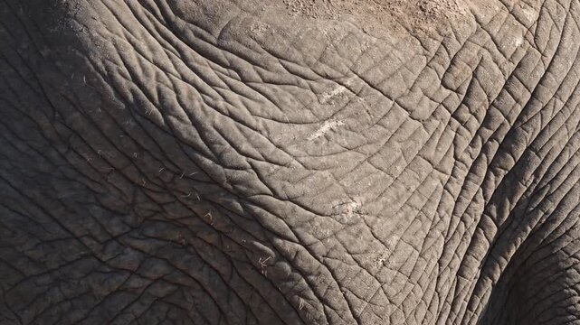 Extreme macro of wrinkled gray elephant skin with shadows