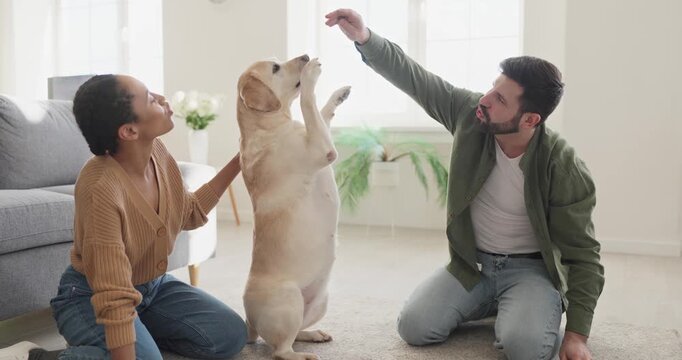 Couple owners training dog at home with treat. Friendly Labrador sits up for reward, creating a warm scene of affection and playful trick. Concept shows family love and pet companionship.