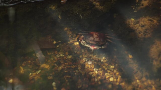 Freshwater crab eating fruit underwater in stream, wildlife feeding behavior