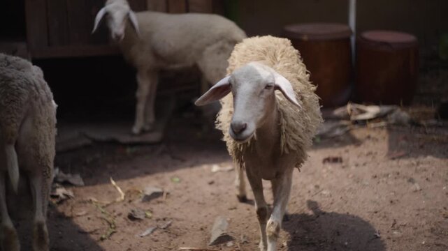 Sheep in wooden barn stable, livestock farming environment with natural light