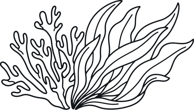 Ocean seaweed and coral drawing on transparent background underwater plant life illustration.
