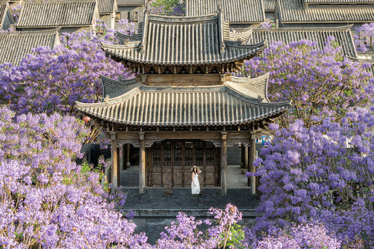 Kunming, China - 22 April 2026: Aerial view of a traditional wooden pavilion surrounded by blooming purple jacaranda trees and historic grey tiled rooftops, with a woman in a white dress standing.