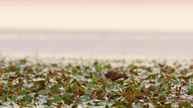 african jacana uses her long toes to walk on water weeds And Foraging in Chobe National Park, Botswana, South Africa 