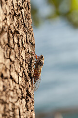 Obraz premium Cicada (Tibicen haematodes) on the bark of a tree close-up