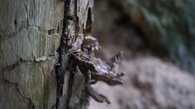 Termites are flying out of the nest; ecosystem.