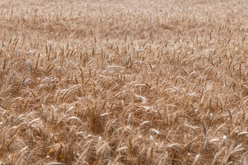 Naklejka premium Ripe wheat harvest. Agriculture and farming. Barley ear spikelet. Farming crop field. Wheat flied at rural countryside. Agricultural landscape. Crop countryside field. Agrobusiness