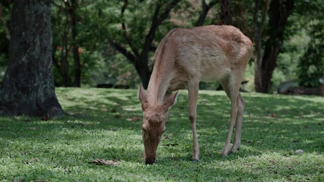 4K Wild deer grazing in a natural park environment.	