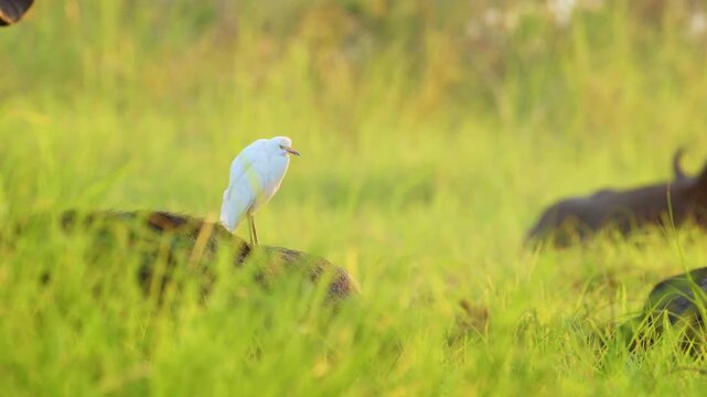 A Cattle Egret (Bubulcus ibis) and African Buffalo (Syncerus caffer) Lying on green grass in Chobe National Park, Botswana, South Africa. 