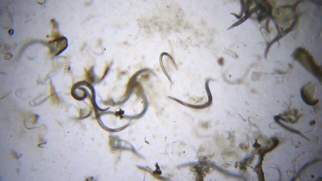 Nematodes actively moving in water droplet under 40x magnification brightfield microscopy. 4K scientific microscopy footage.