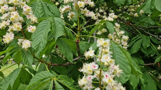 White blossoms of a horse chestnut tree, also known as conker tree, swaying in a gentle breeze