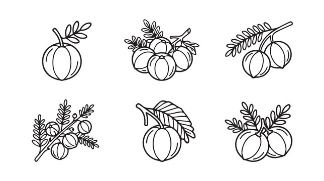 Indian gooseberry (amla) illustrations: single and bunched with hand drawn vitamin c gooseberry illustration botanical collection isolated background artistic minimalist vitamin c ayurveda