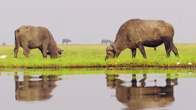 Two wild African Buffalo (Syncerus caffer) grazing near river in Chobe National Park, Botswana, South Africa 
