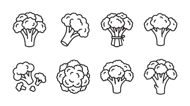 Broccoli florets and heads with hand drawn broccoli vegetable illustration collection ingredient agriculture botanical nutrition culinary garden-fresh cruciferous