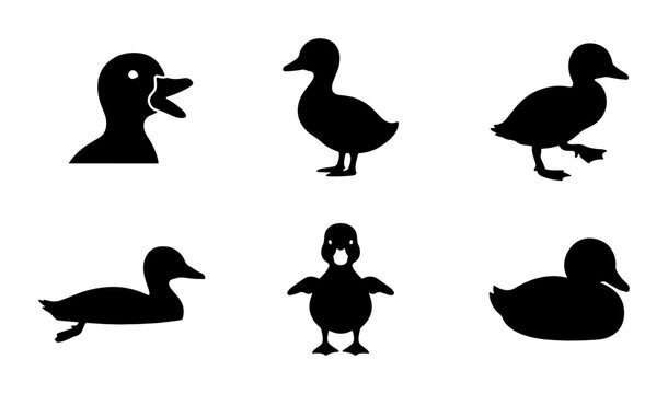 Set of 6 Black Duck Silhouettes, Vector Icons for Wildlife and Farm Animal Graphics, Simple Aquatic Bird Illustrations