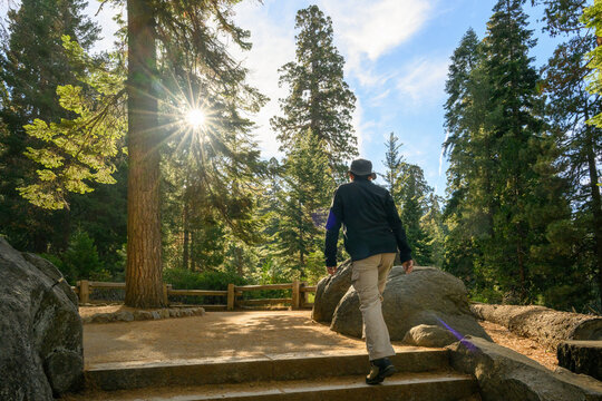 Tourist walking up to a huge sequoia tree. Sun starbursts shing through the trees. Sequoia National Park. USA.