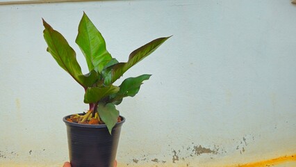 Hand Holding Green Potted Houseplant Against White Wall Background. Young Philodendron plant in a black plastic pot held by hand. Alocasia Princess Jukala © phengsstst