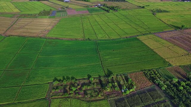 Cinematic aerial panorama of colorful farming plots and harvest textures Features a beautiful mix of green and golden rice plantations in a productive and majestic regional district