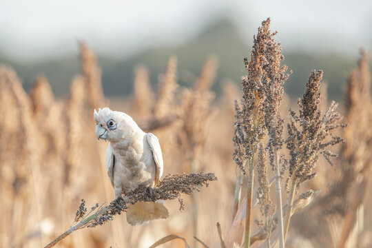 Long-billed corella or Cacatua tenuirostris flying over the countryside of Warrell View in Queensland.
