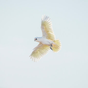 Long-billed corella or Cacatua tenuirostris flying over the countryside of Warrell View in Queensland.