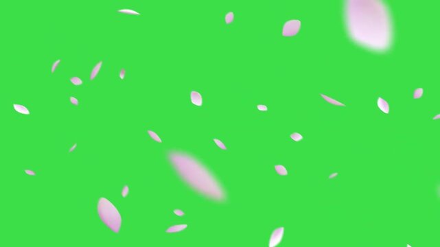 Sakura Falling Diagonal Green Screen Video.