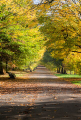 Naklejka premium The landscape of Greenwich Park in London, England