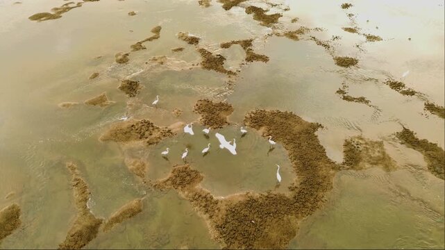 A group of white egrets foraging for food in shallow sea waters