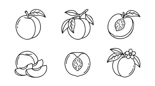 Peach assortment: whole sliced branch illustrations with line art illustration collection nutrition minimalist