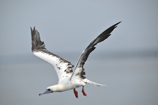 From the deep blue to the treetops. The incredible Red-footed Booby