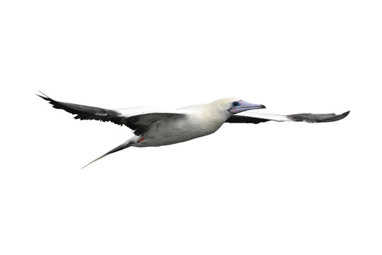 Red-footed Booby isolated on white backgroung, Red feet, blue beak, and a whole lot of personality
