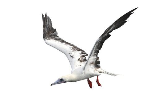 Red-footed Booby isolated on white backgroung, Red feet, blue beak, and a whole lot of personality