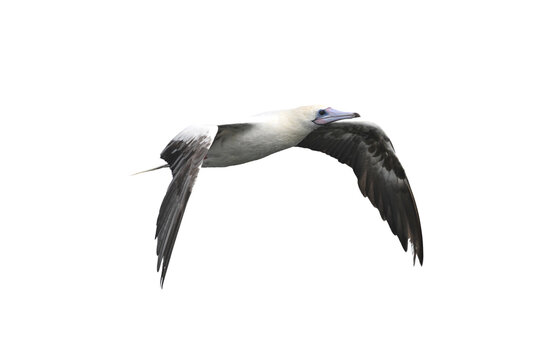 Red-footed Booby isolated on white backgroung, Red feet, blue beak, and a whole lot of personality