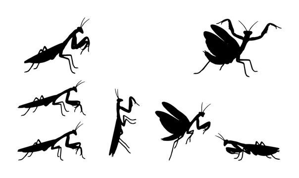 Praying Mantis Silhouettes, Insect Vector Icons, Predatory Bug Poses, Wildlife Art Elements, Black and White Insect Graphics
