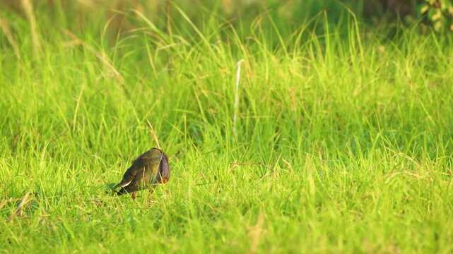 western swamphen (known as Purple Swamphen) (Porphyrio porphyrio) forging in swamp