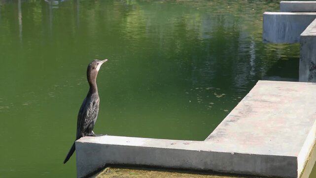 little cormorant bird perching on concrete weir edge and performing gular fluttering, microcarbo niger bird vibrating throat to cool down under sunshine near green water pond in public park
