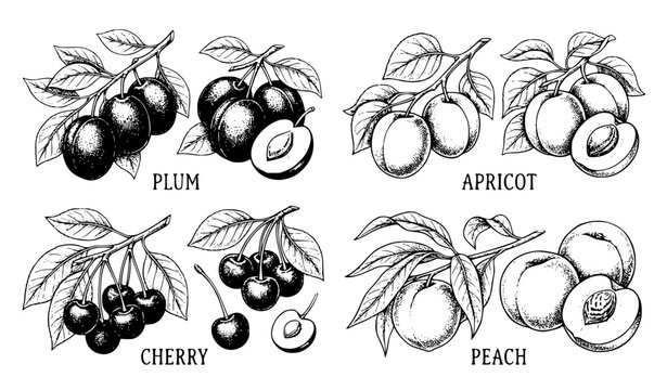 Hand drawn summer fruits sketch set organic vector illustration