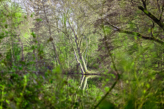 Zwischen jungen Bl&auml;ttern und spiegelglattem Wasser wirkte der Wald heute wie ein geheimer Ort aus einer alten Geschichte. Das Licht huschte durch die &Auml;ste, als w&uuml;rde der Fr&uuml;hling mit gr&uuml;nen Fingern le