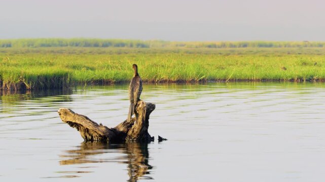 Close up shot of cormorant resting quietly on a wood in river in Chobe National Park, Botswana, South Africa 